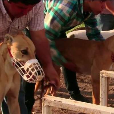 Carreras de galgos