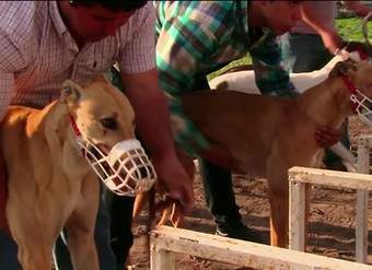 Carreras de galgos