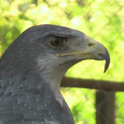 Hospital de aves