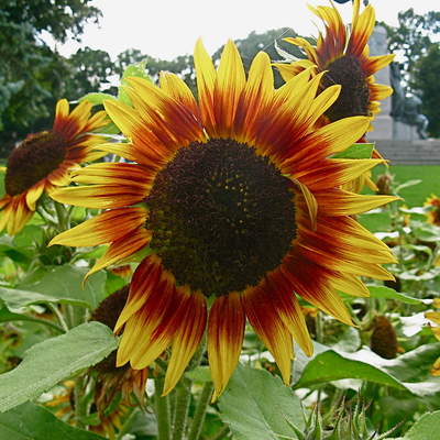 Girasoles