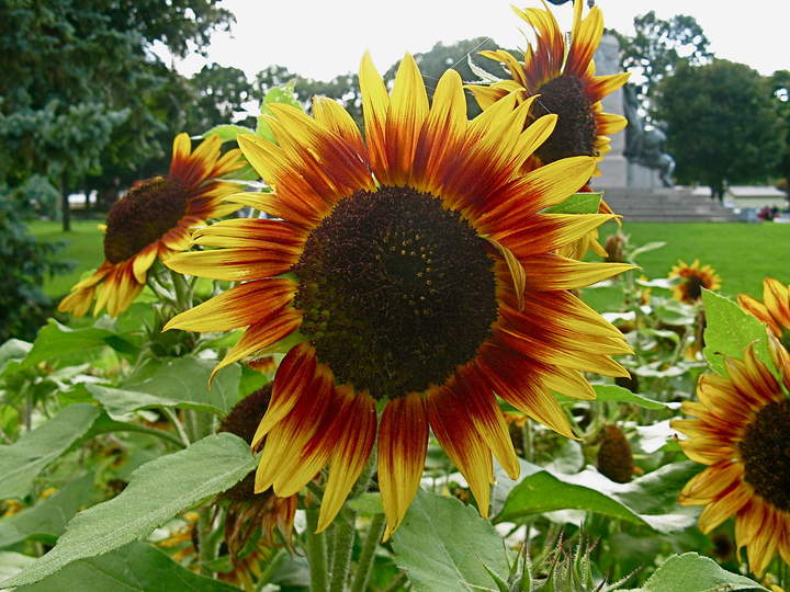 Girasoles