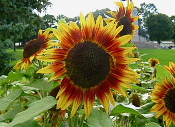 Girasoles