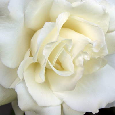 Rosa Blanca