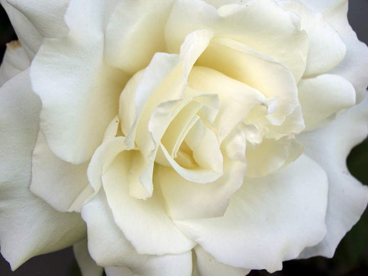 Rosa Blanca