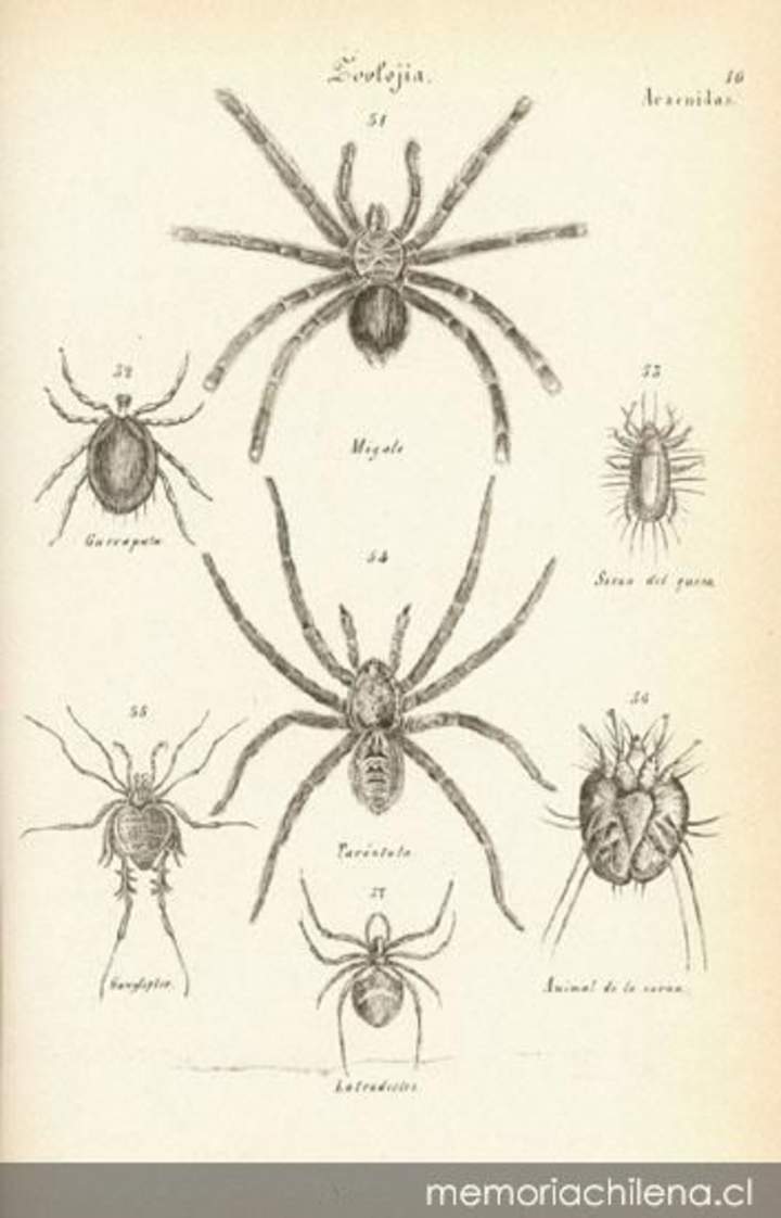 Dibujo de insectos arácnidos