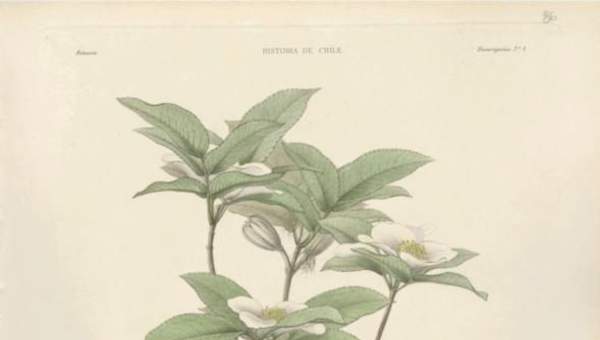 Dibujo de planta Eucryphia pinnatifolia