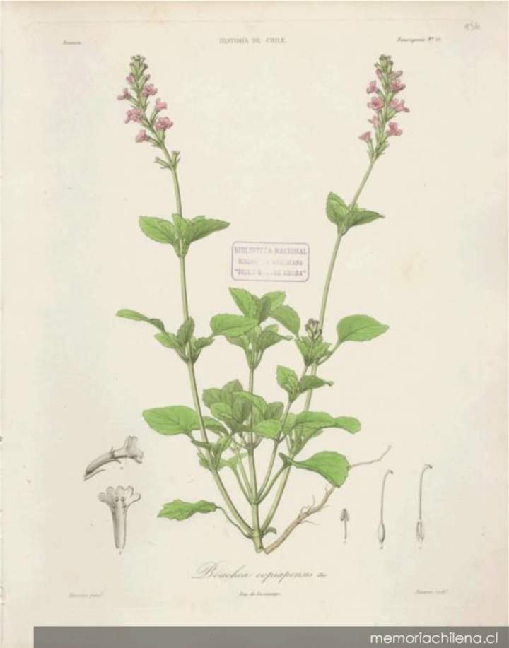 Dibujo de planta Bouchea copiapensis