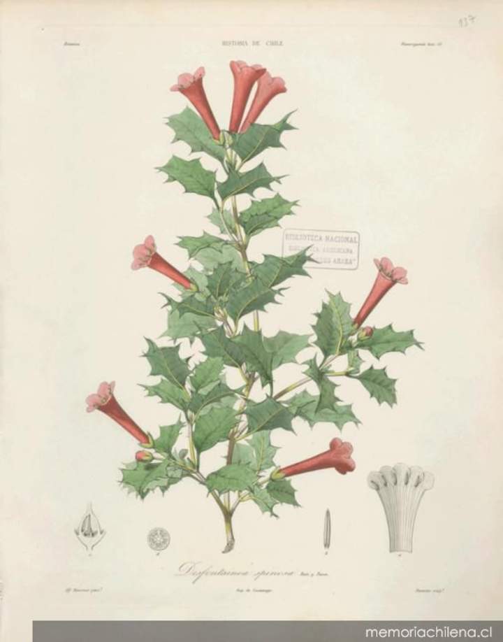 Dibujo de planta Desfontainea spinosa