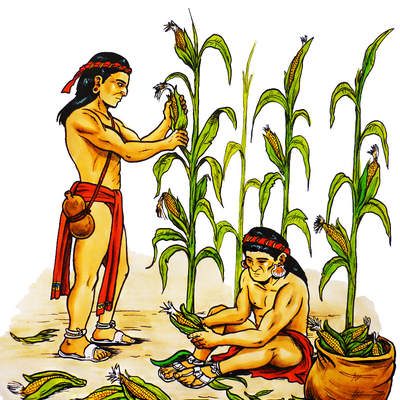 Agricultura maya