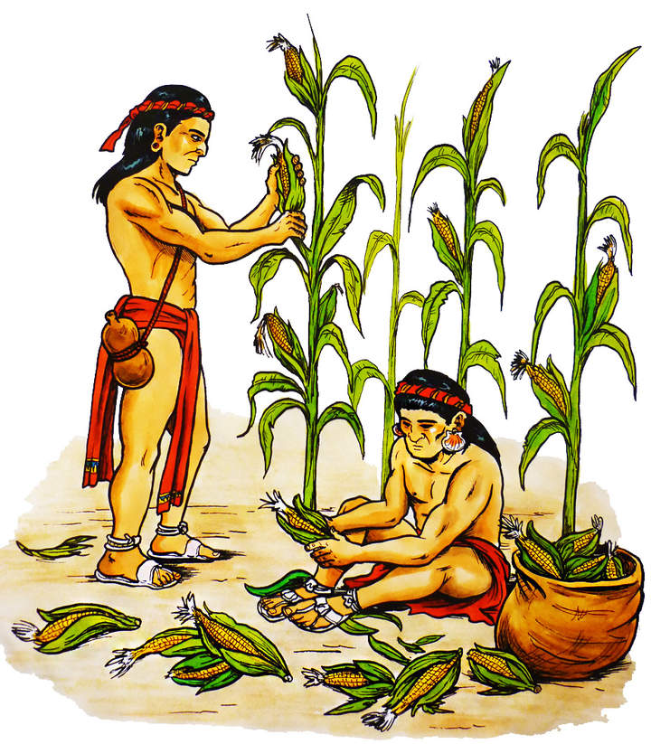 Agricultura maya