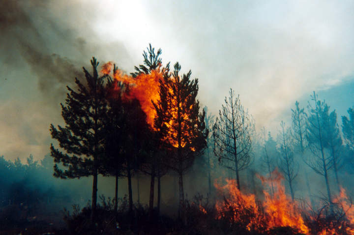 Incendio forestal