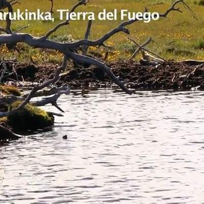 Castores en Tierra del Fuego