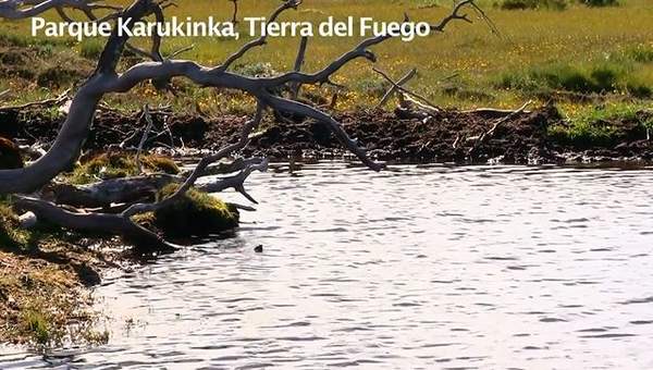 Castores en Tierra del Fuego