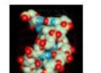 Macromolécula de ADN