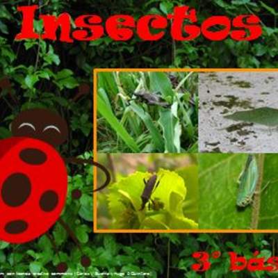 Insectos