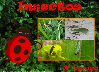 Insectos