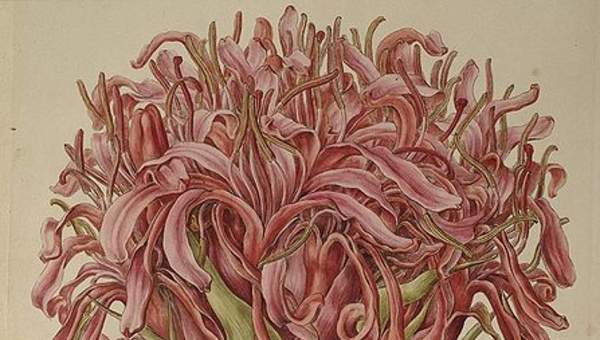 Ilustración de Doruanthes excelsa de Ferdinand Bauer