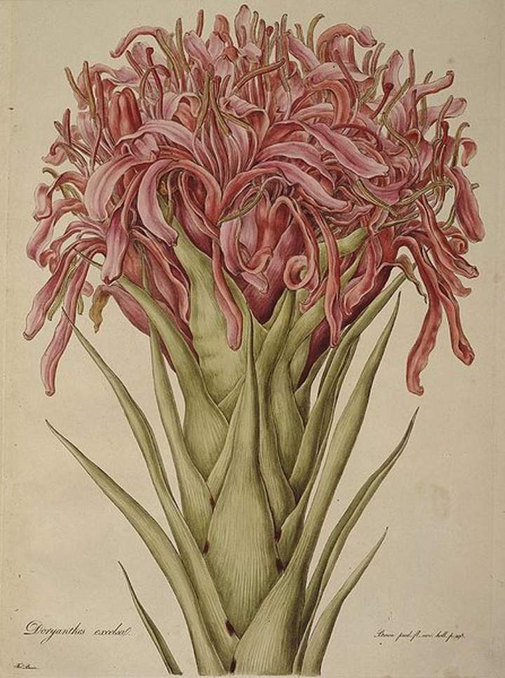 Ilustración de Doruanthes excelsa de Ferdinand Bauer