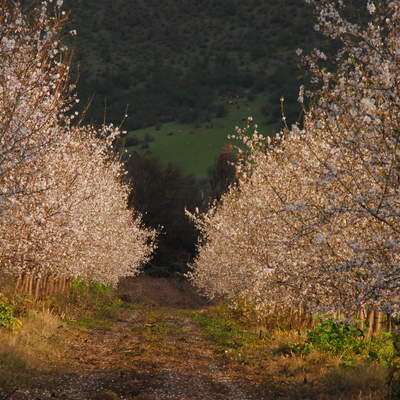 Almendros