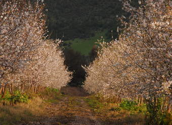 Almendros