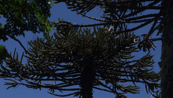 Araucaria