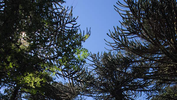 Araucaria