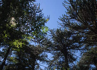 Araucaria