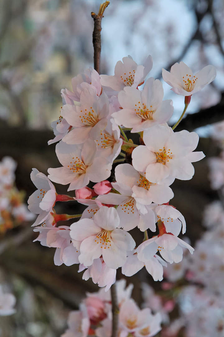 Cerezo en flor