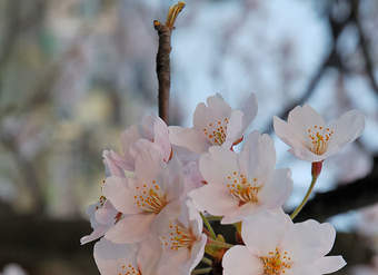 Cerezo en flor