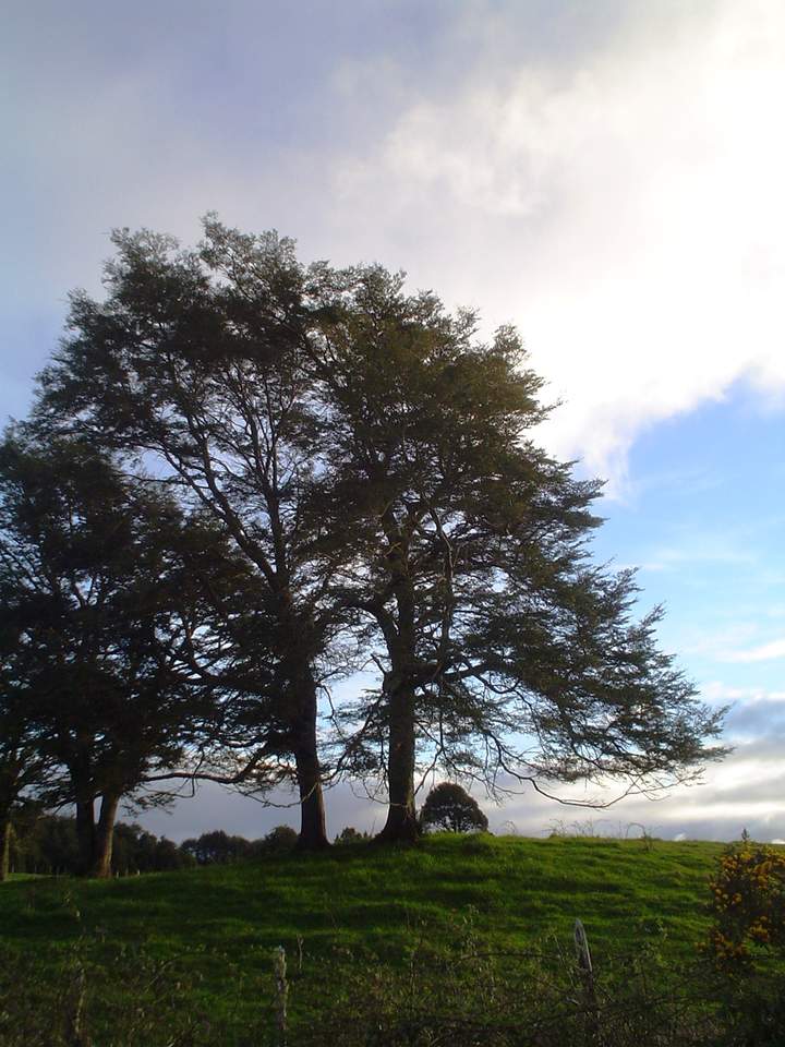 Coihue de Chiloé