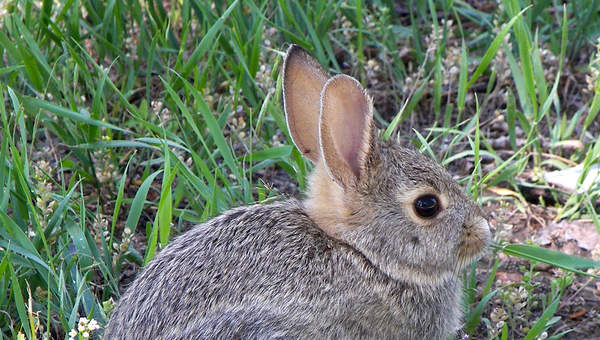 Conejo