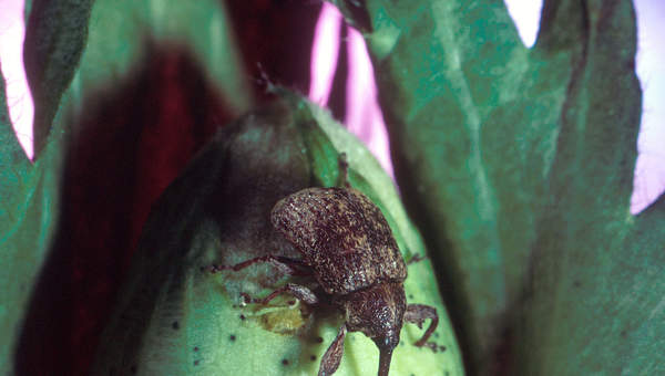 Escarabajo del algodón