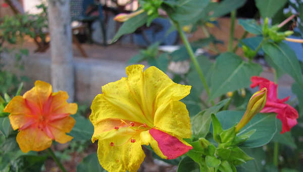 Flor de Mirabilis