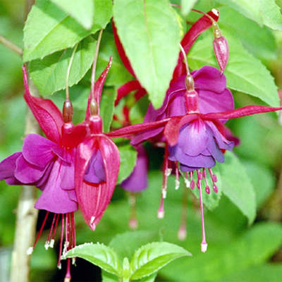 Flor fucsia (fuchsia)