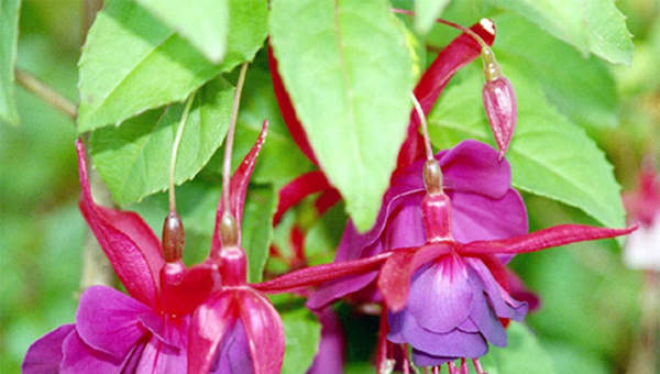 Flor fucsia (fuchsia)