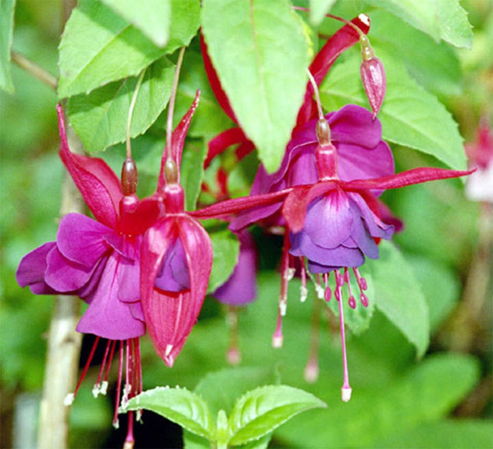 Flor fucsia (fuchsia)