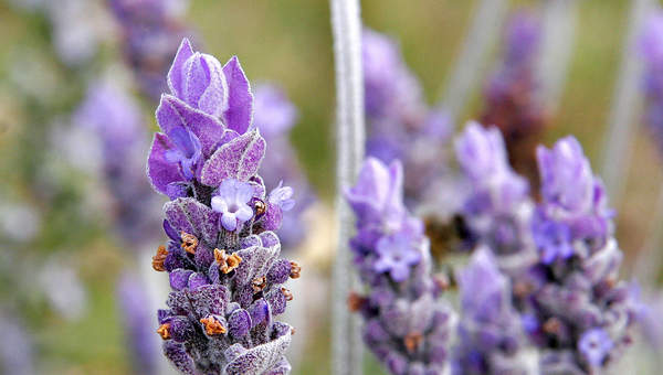 Flor lavanda