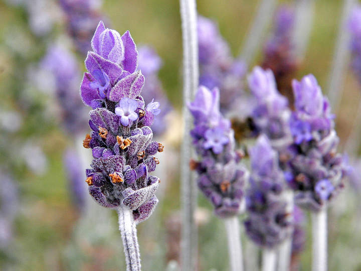 Flor lavanda