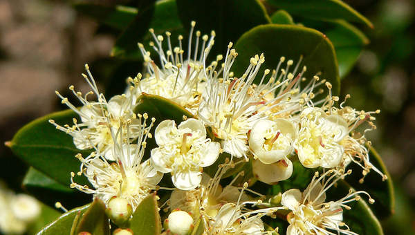 Fotografía de flor de meli