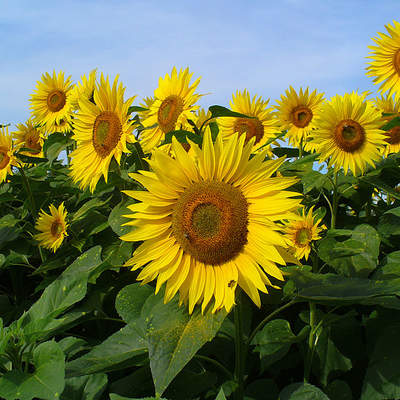 Girasoles