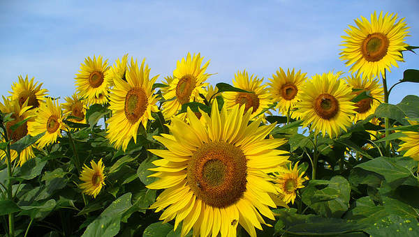 Girasoles