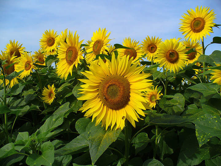 Girasoles