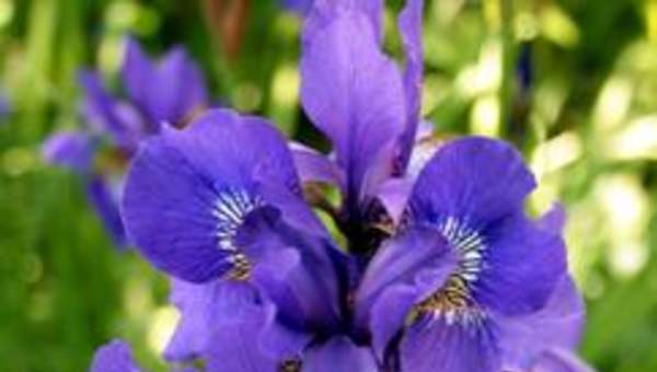 Iris