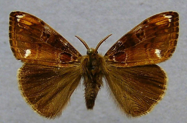 Mariposa 1