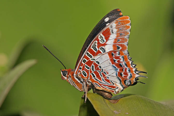 Mariposa 5