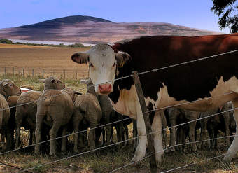 Vaca y ovejas