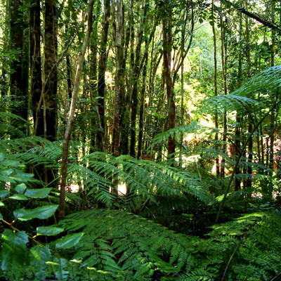 Selva en Valdivia