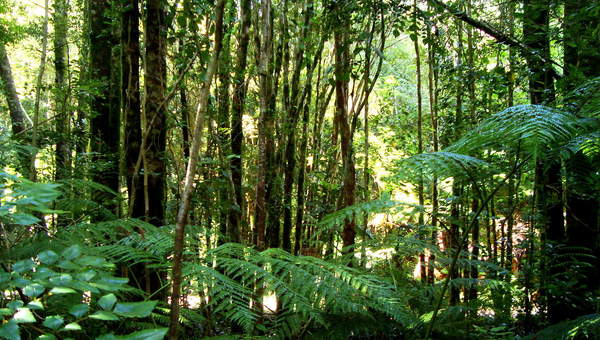 Selva en Valdivia