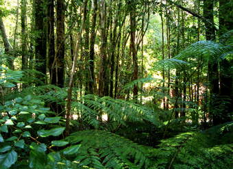 Selva en Valdivia