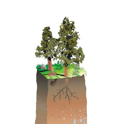 Estructura del suelo sin rotular